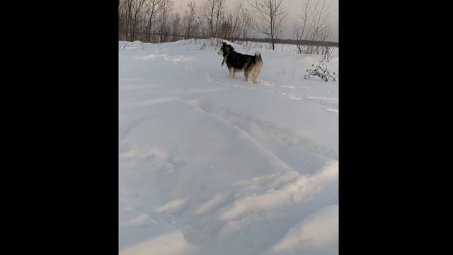 ХАСКИ СЧИЩАЕТ ЛЕД С УСОВ ПОСЛЕ ПРОБЕЖКИ. HUSKY CLEANS HIS MUSTACHE FROM THE ICE