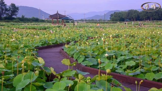 Wang Sheng Di - Lotus Of Heart