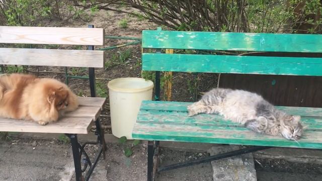 Две подружки! 😊🐈🐕
