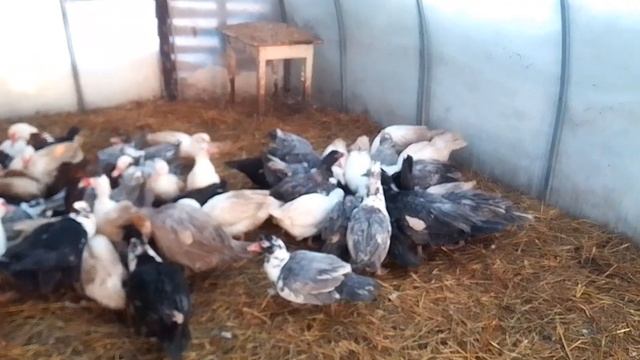 Кролики. Куры. Утки. 🥶 И как мы переживаем морозы!