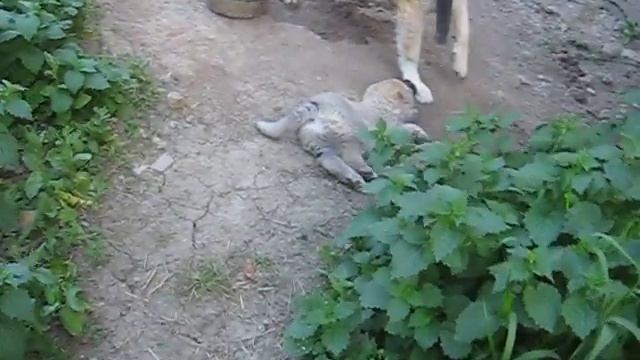 Ломи и Таеша, 1 мес 9 дней.avi