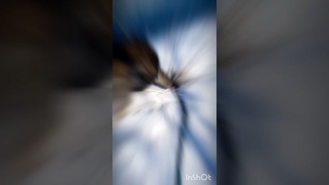 волчок Рич