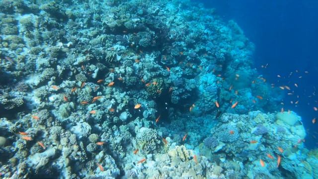 Coraya Bay / Egypt - Snorkeling 4K