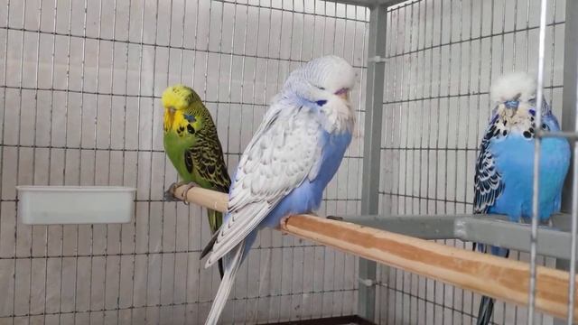 Выставочный попугай самец Леон 2 месяца