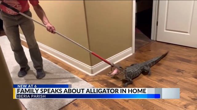 Family speaks about alligator in home