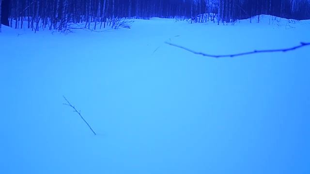 Заяц 14 03 19