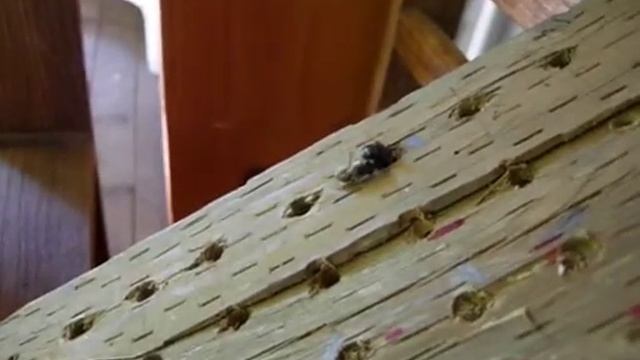 Hornface vs Mason Bee-m.mov
