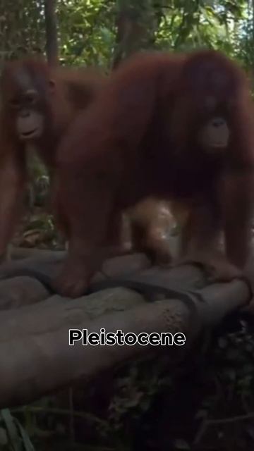 Unearthing the Past- Orangutan Fossils in Vietnam