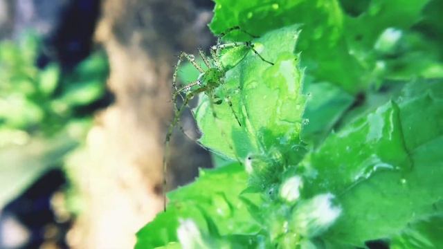 Green Lynx Spider Video | Shaffi Captures | Shaffi Md | Future Shots