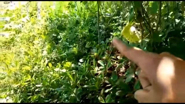 WHAT ARE THE HEALTH BENEFITS AND USES OF TALINUM (WATERLEAF)/PHILIPPINE SPINACH