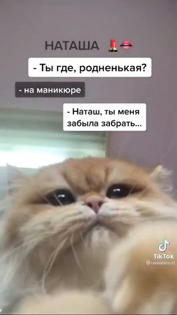 ПРИКОЛЫ 2021 | Коты и кошки  | Тик ток  котики  #Shorts #Приколы #Коты
