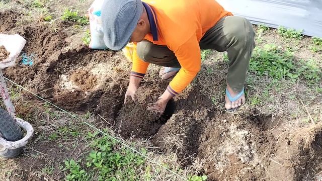 #semangkainul 🍉penaburan dolomite, kohe ayam, dan pupuk dasar untuk tanaman semangka 🍉tanpa mulsa