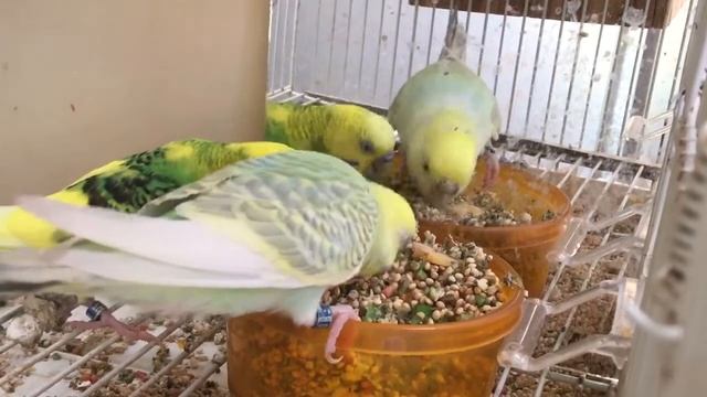 Budgie/Parakeet Pair Eating Veggies(Lil Keekee And Bugles)(Волнистых попугаев)