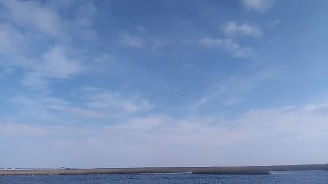 Эти виды из числа воробьинообразных часто встречаются у рек.