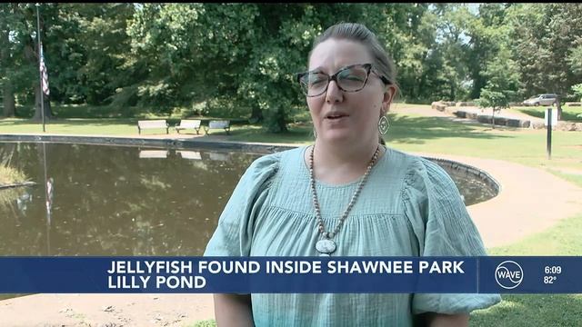 Hundreds of jellyfish spotted in Shawnee Park again