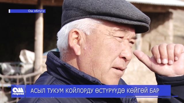 АСЫЛ ТУКУМ КОЙЛОРДУ ӨСТҮРҮҮДӨ КӨЙГӨЙ БАР. Ош пирим жаңылыктары.12.02.2019