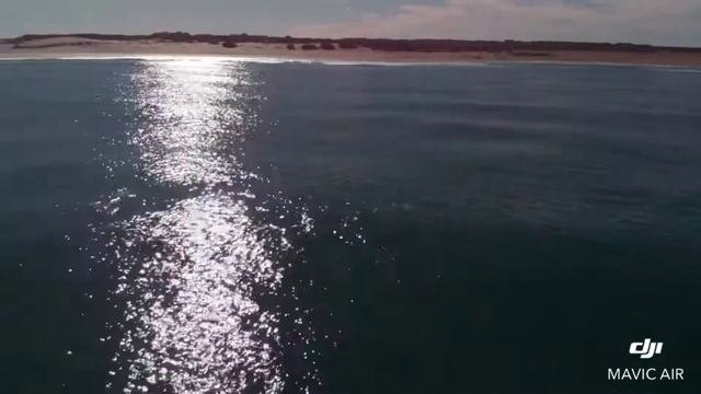 BALLENAS al paso por Balneario San Cayetano