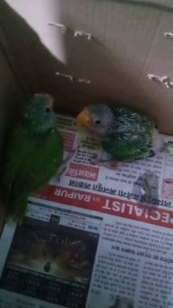 cute parrot baby/give it to sister in law