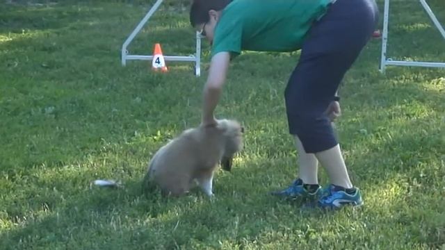 2016.07.10 Лестер на аджилити