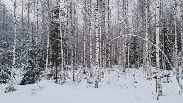 Пение птиц в заснеженном лесу. Медитативное видео.