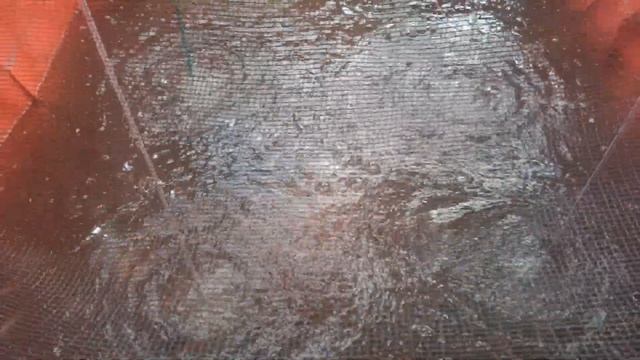 Pembentukan Bioflok pada Tahapan Budidaya Ikan Nila Bioflok Skala Rumahan | Part 3