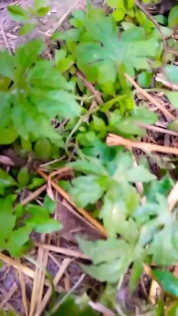 green nature #789#shorts