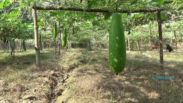 Commercial Cultivation Of - Bottle Gourd/ লাউ /কদু/ Lagenaria siceraria