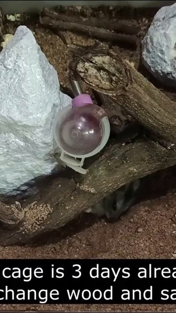 When should we clean your hamster's cage   For your hamster's health you should clean your cage