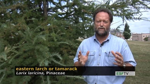 Trees with Don Leopold - eastern larch or tamarack