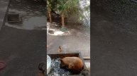 сегодня начался гнус,комары достают белок