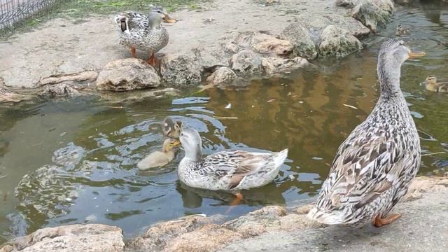 Утиный дворик 🦆