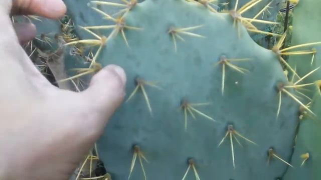 All about......OPUNTIA DiLLENii {*_*}