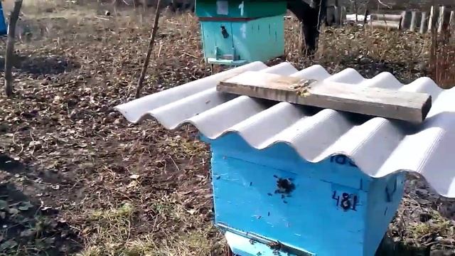 Харьков. Весенний облет пчел.