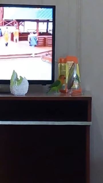 Мой певец!) Попугай неразлучник Рокки 😊