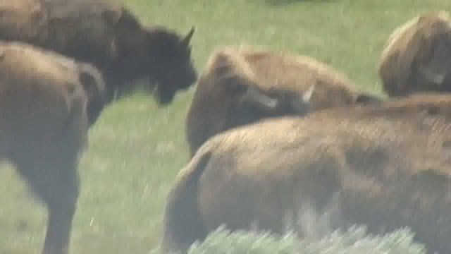#4  The Road to Yellowstone:  Bison!