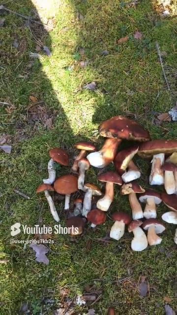 Что собрали сегодня#What we collected today #sorts #forest #лес #белые
