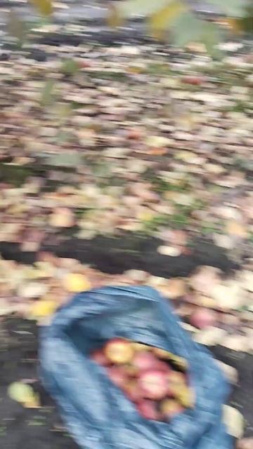 Сборка урожая!😎🍎 Воронеж.