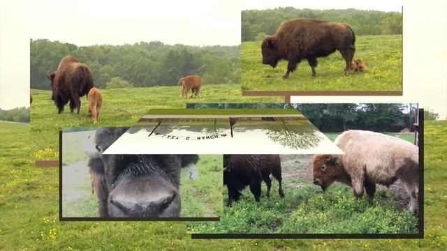 COOKEVILLE BUFFALO