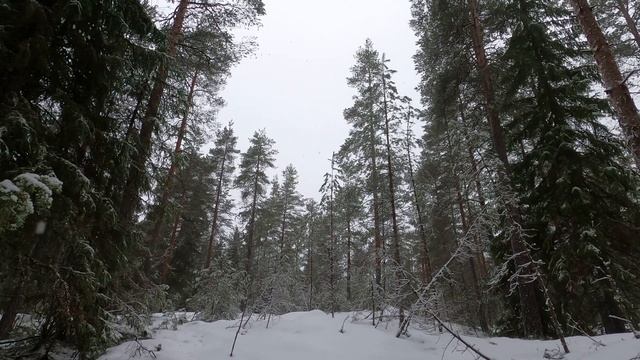 Снегопад в сосновом бору. Шум природы, тишина заснеженного леса.