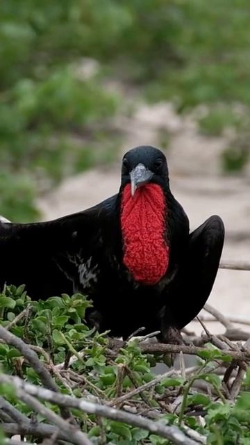 #shorts #videos #beautiful animals status