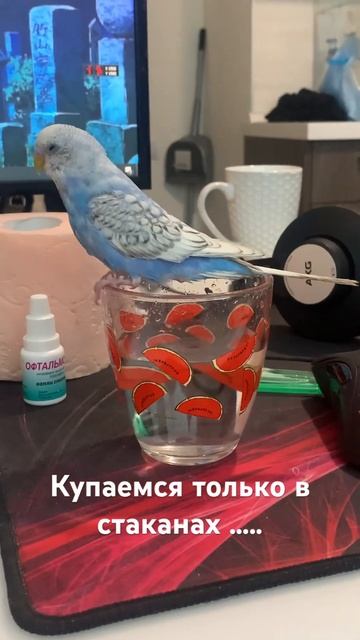 Купание попугая