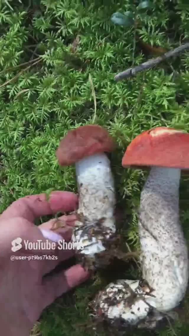Что с грибами в этом году_#What about mushrooms this year_ #sorts #лес #forest