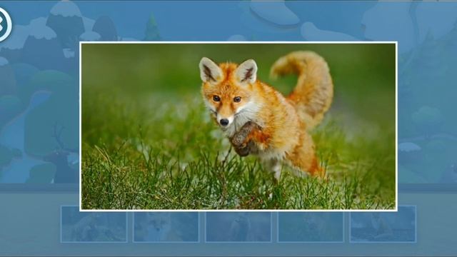 🟠 МИ-МИ-МИШКИ. Лиса.🦊 Животные 🔔 👍