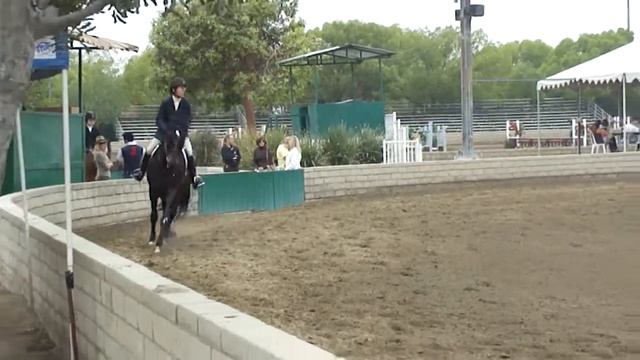 Donnerschatz- 2'6" hunters (7 yr Hanoverian for sale)