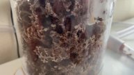 My Acromymex octospinosus, leaf cutter ants, I thought they were dead!