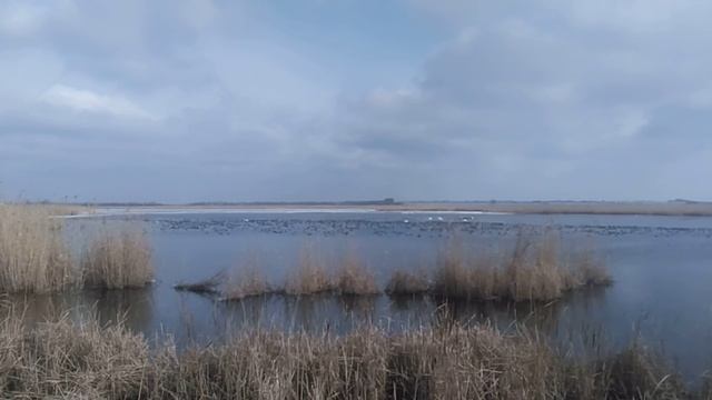 Природа уточки лебеди
