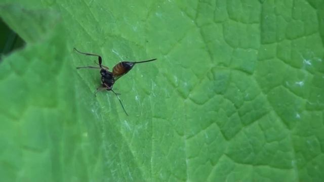 Ichneumon (Ichneumonidae) Female on Leaf