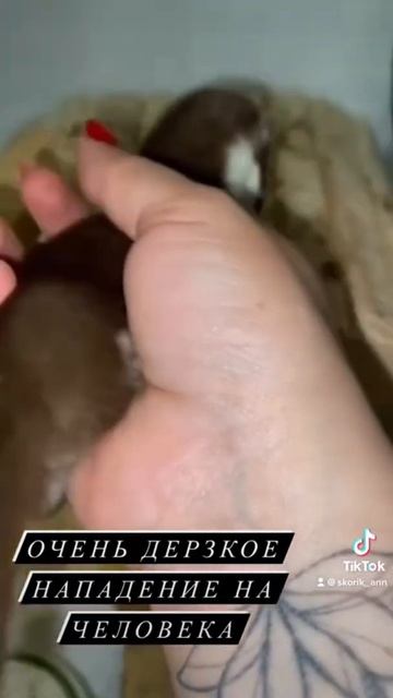 Дерзкое нападение ласки на человека )))