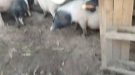 хозяйство в деревне, свиньи, поросята, птица 🐦