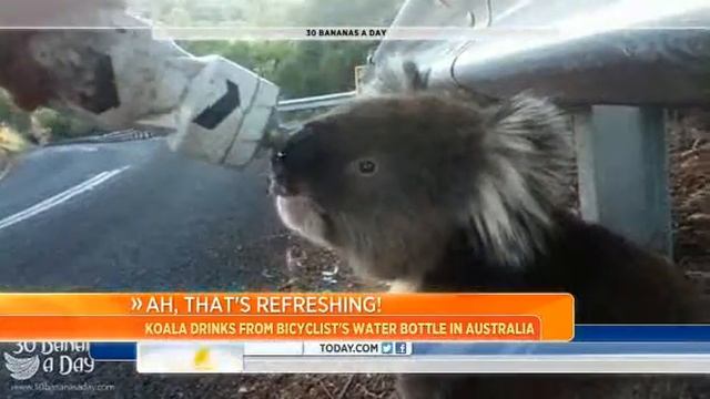 Koala gets a cool drink from a bicyclist